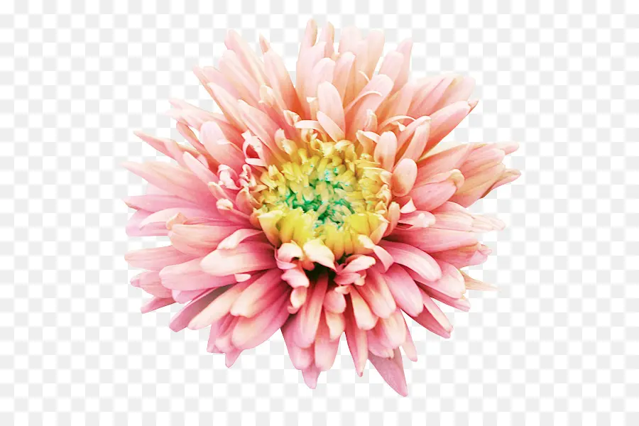 Crisântemo，Dahlia PNG