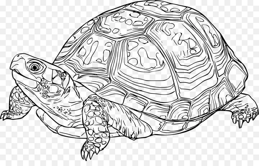 Turtle，Desenho PNG