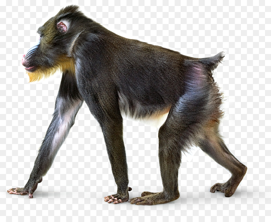 Macaco，Babuínos PNG