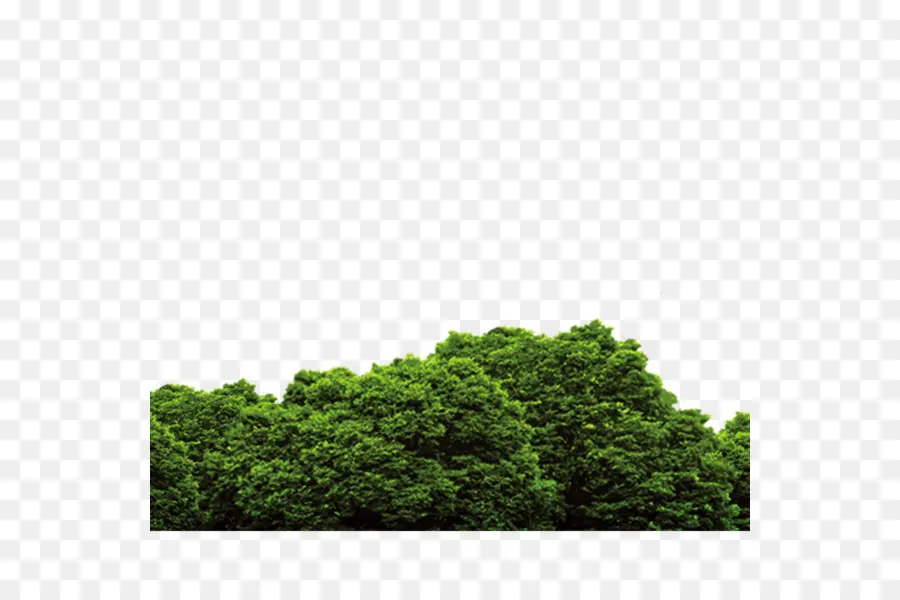 Floresta，Download PNG