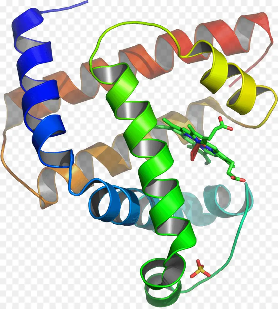 Proteína，A Estrutura Terciária Da Proteína PNG