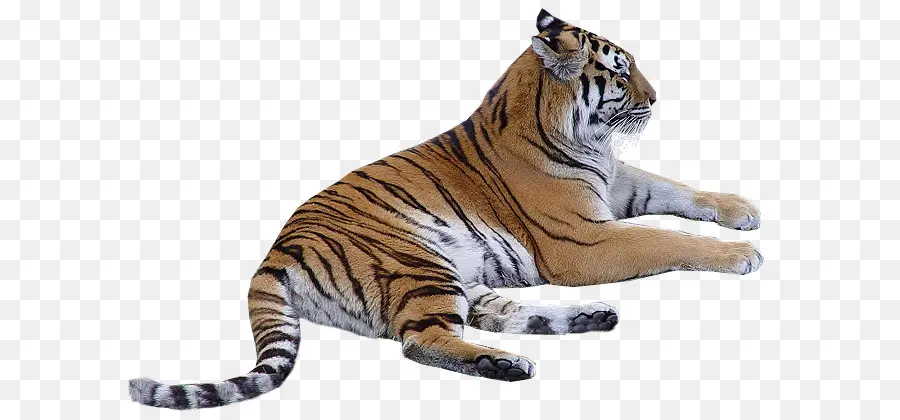 Tigre Branco，Gato Grande PNG