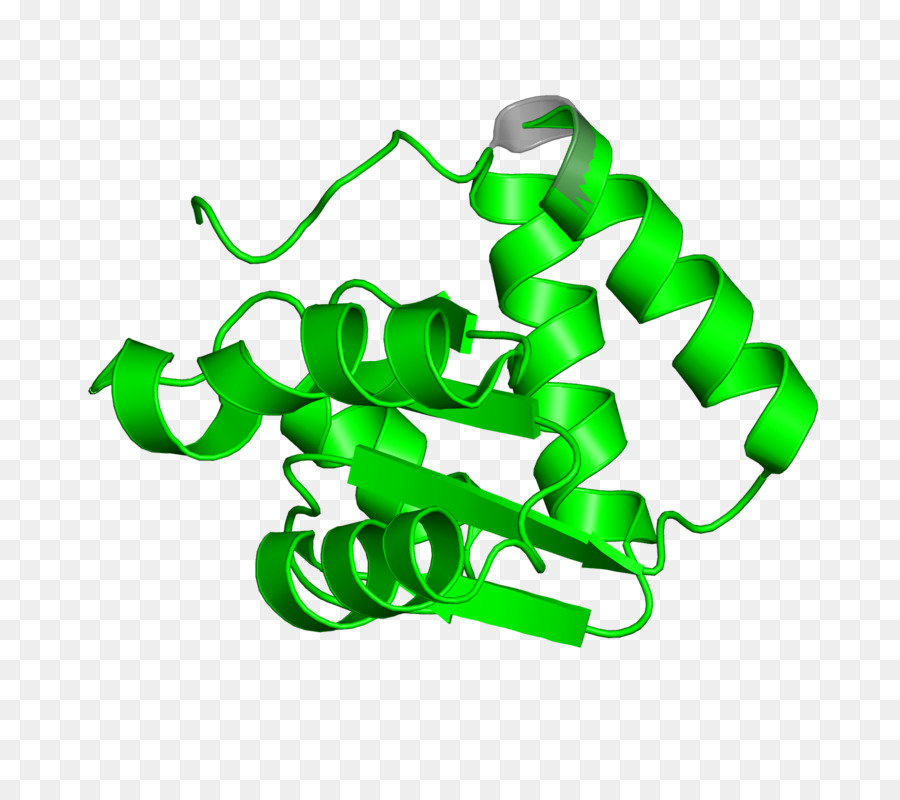 Proteína，Molécula PNG