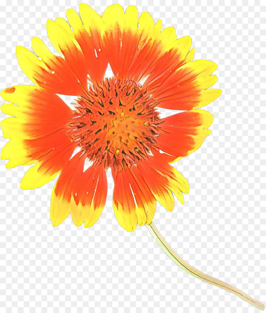 Transvaal Daisy，Flores De Corte PNG