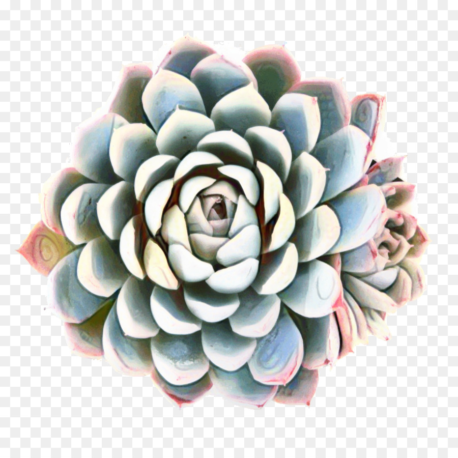 Flor，Rosa PNG