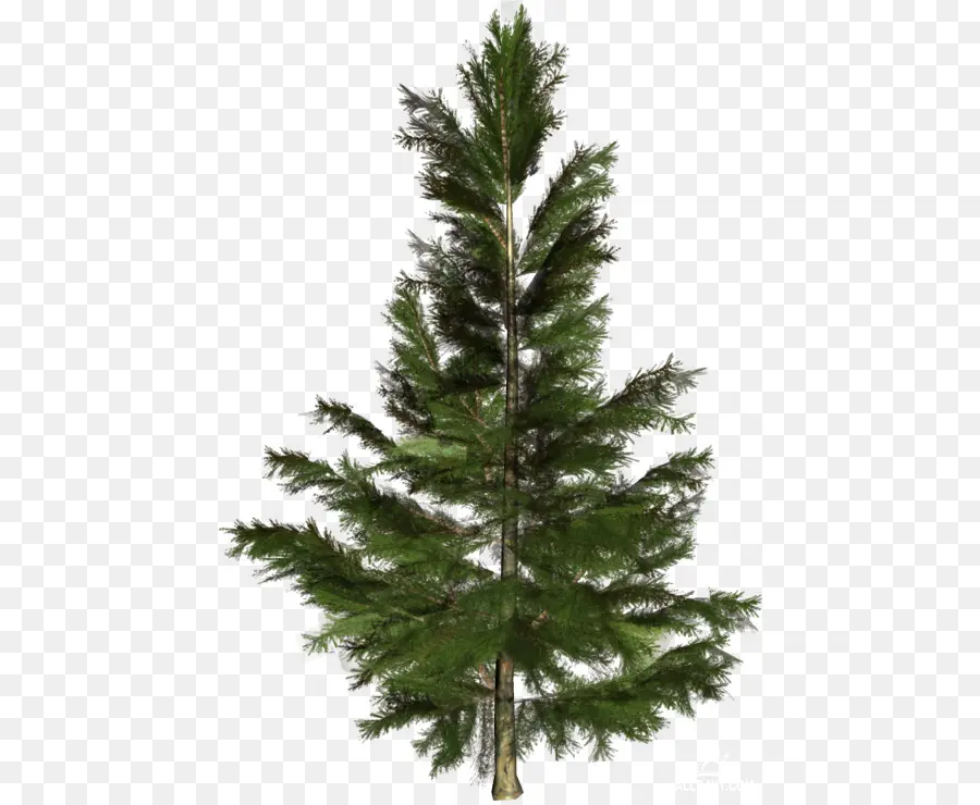 Enfeitar，Pine PNG