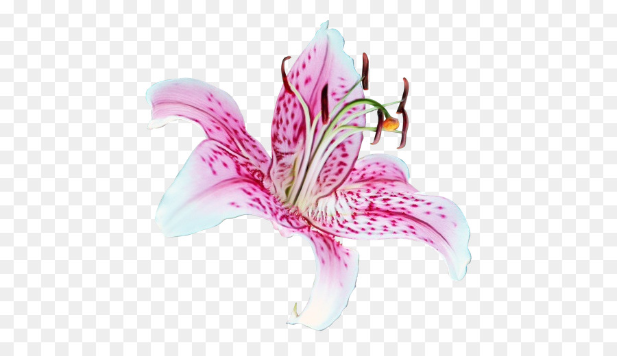 Tiger Lily，Madonna Lily PNG