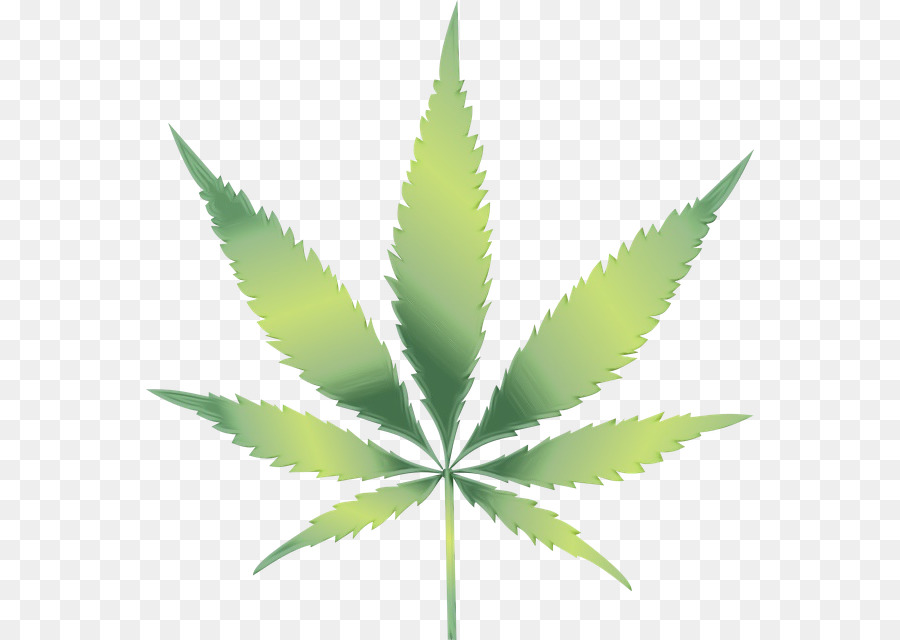 Cannabis，A Cannabis Sativa PNG