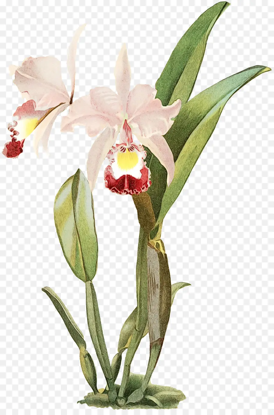 Reichenbachia Orquídeas Ilustrado E Descrito，Vermelho Cattleya PNG