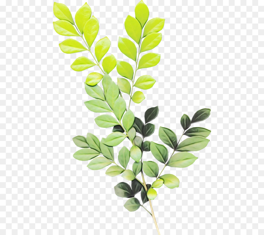 Folha Verde，Plantar PNG