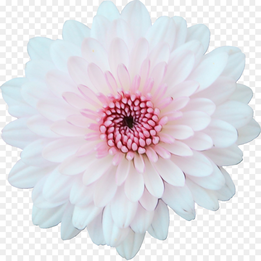 Flor，Florescer PNG