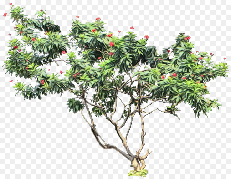 árvore，Peregrina PNG