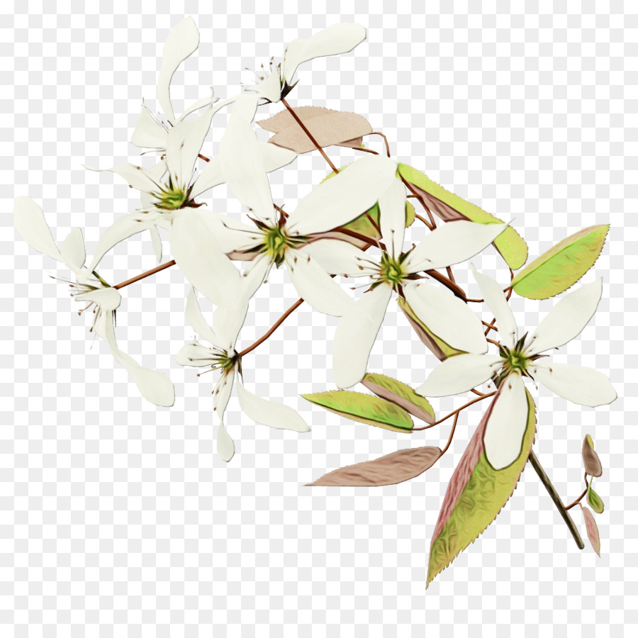 Flores Brancas，Filial PNG