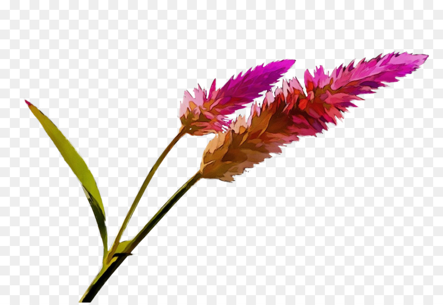 Flores，Florescer PNG