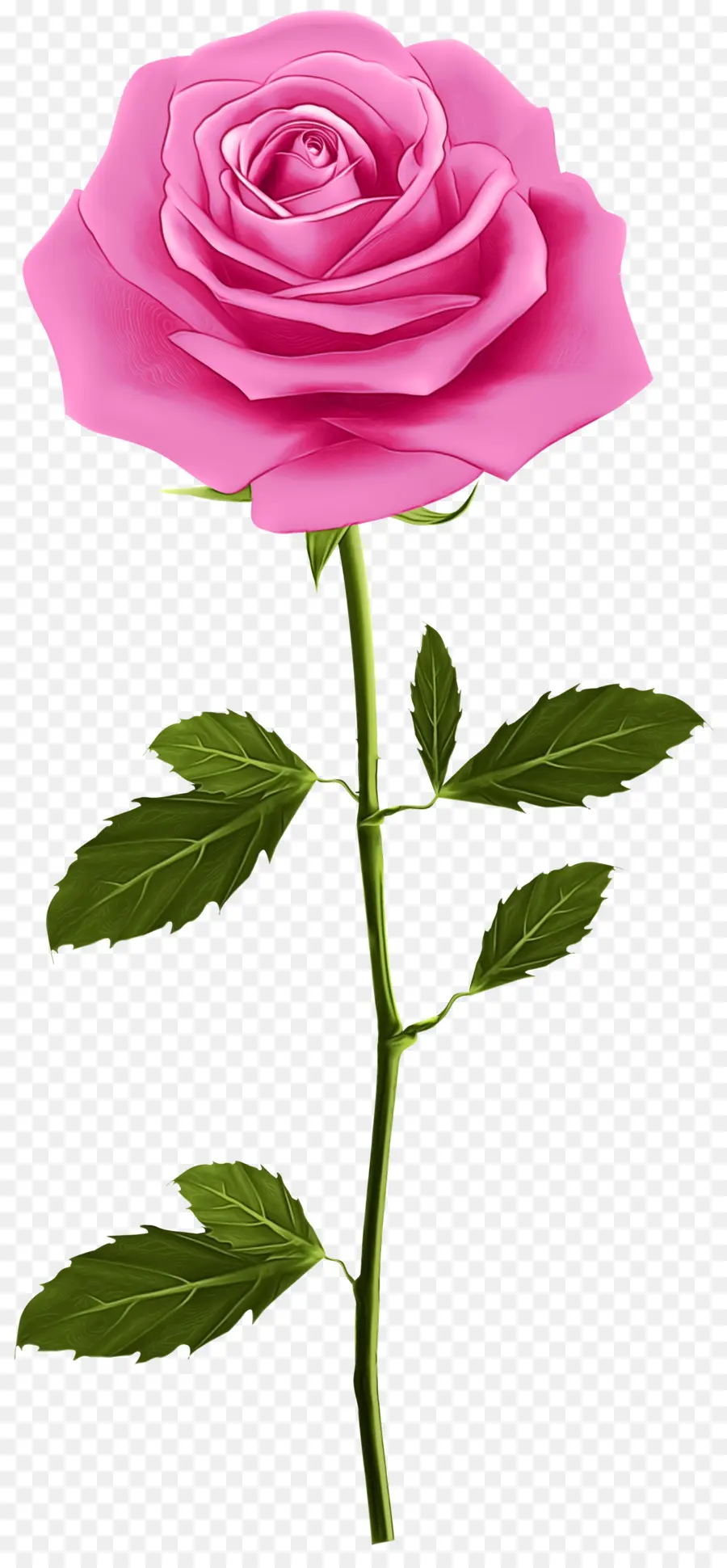 Rosa，Rosa Azul PNG