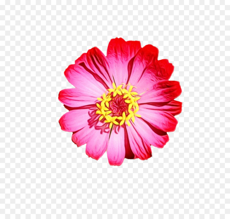 Flor，Vermelho PNG