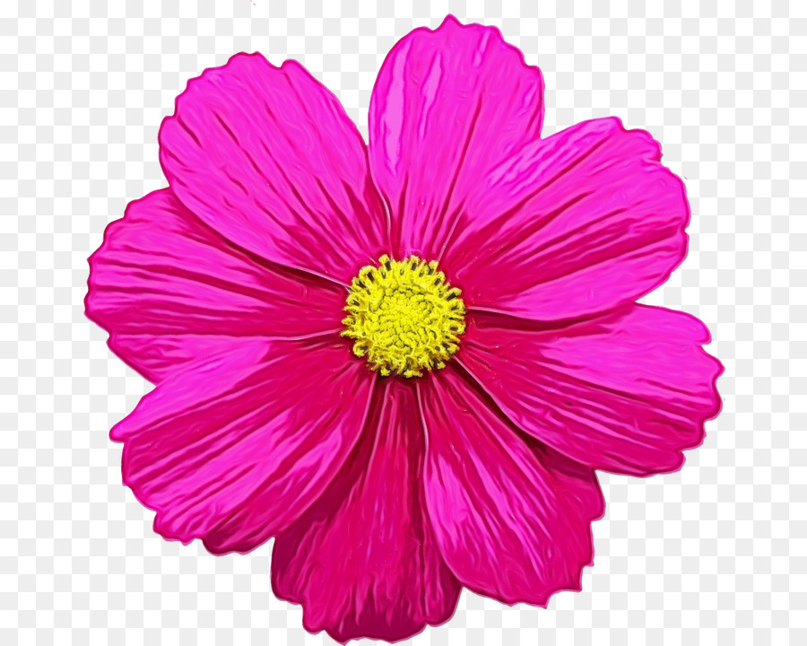 Flor，Vermelho PNG