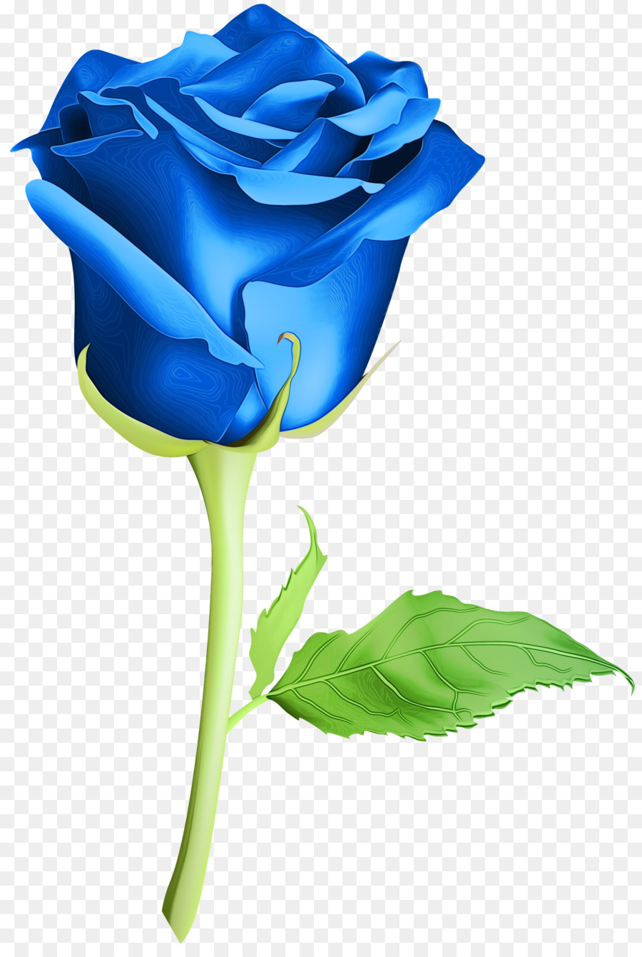 Rosa Azul，Pétalas PNG