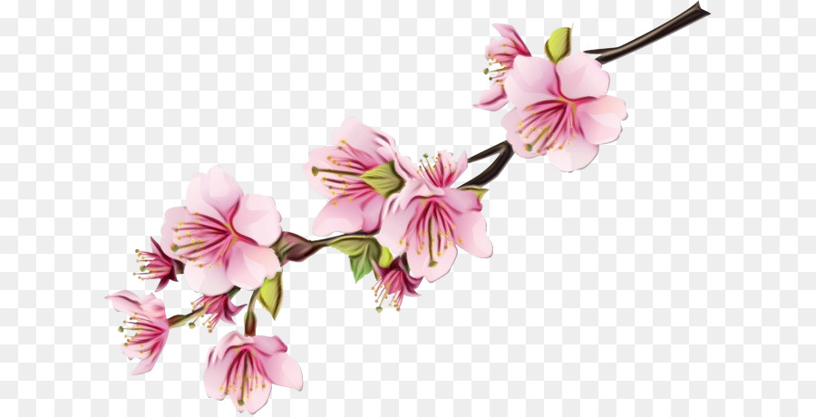 Flor De Cerejeira，National Cherry Blossom Festival PNG