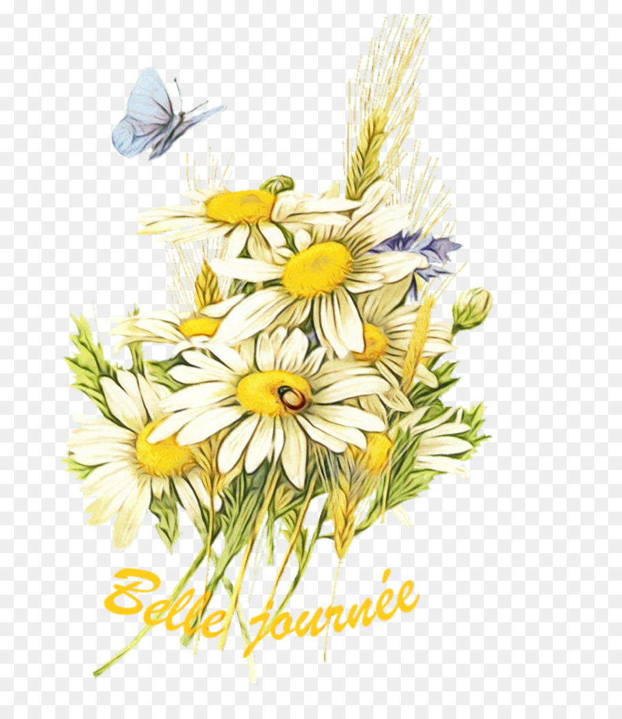Flor，Oxeye Daisy PNG