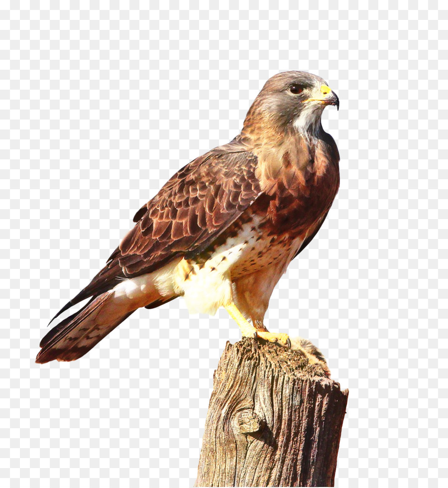 Hawk，Cachorro PNG