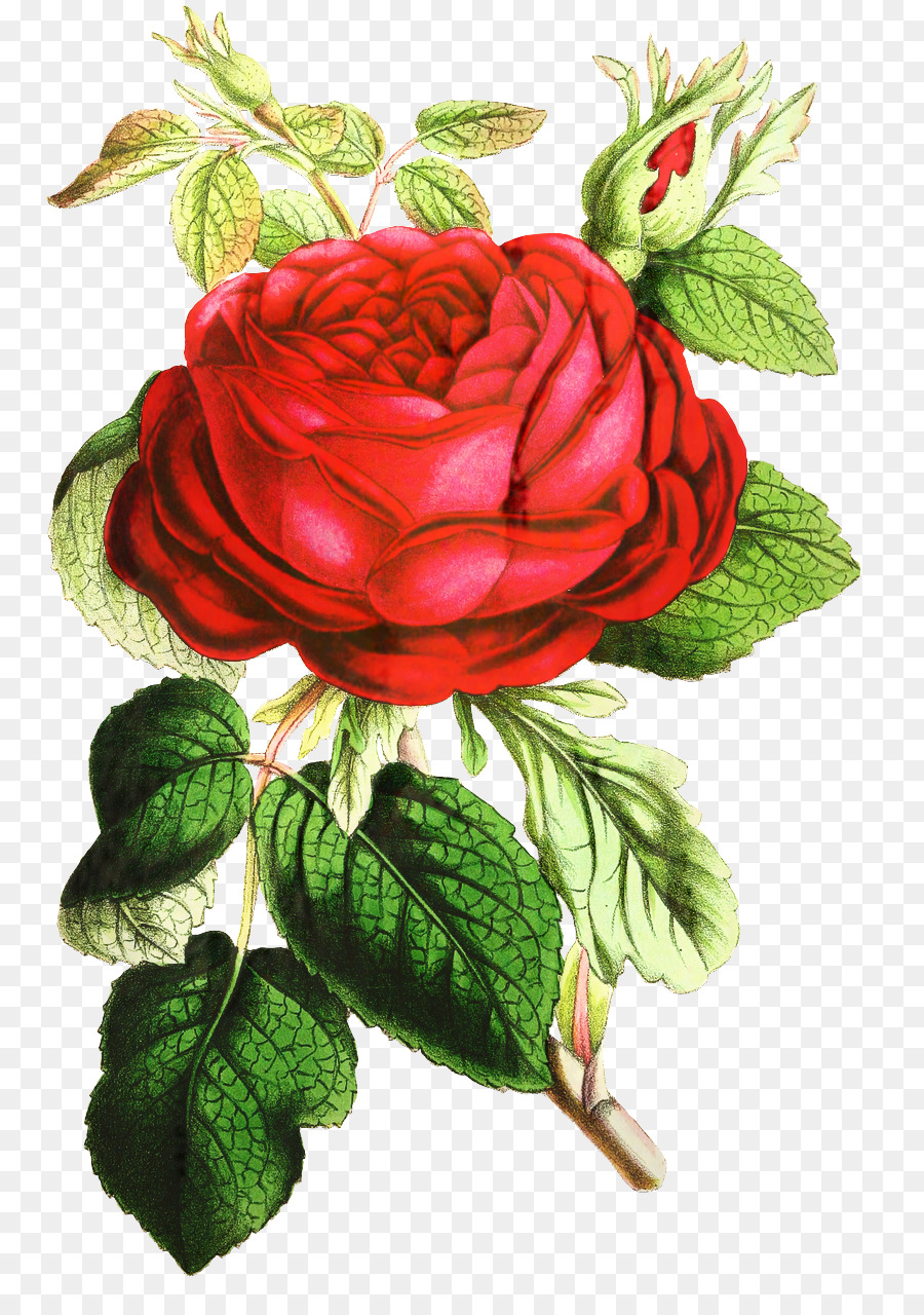 Rosa Rosa，Folhas Verdes PNG