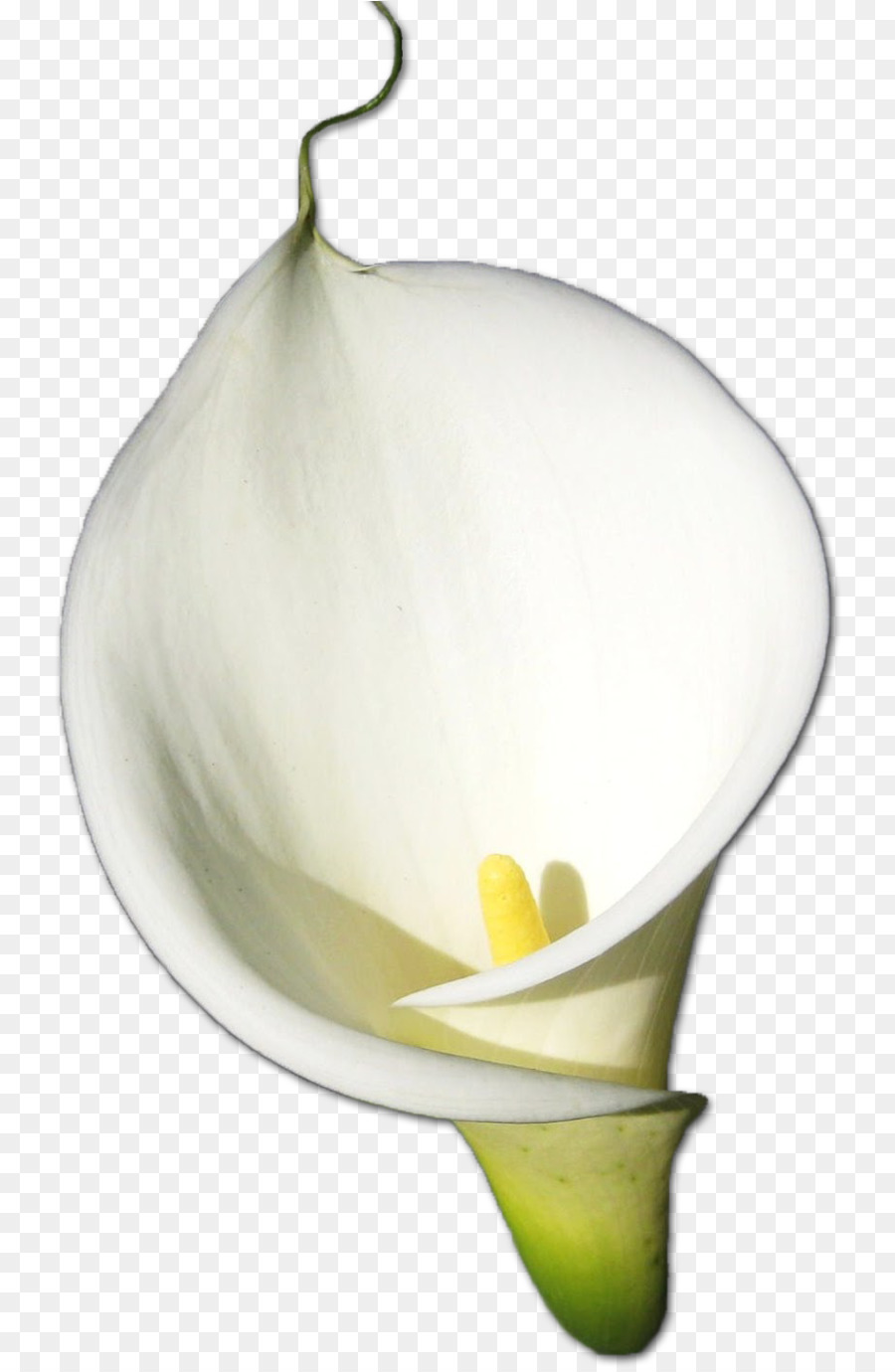 Flor Branca，Florescer PNG