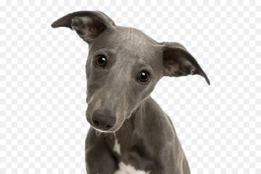 Whippet，Greyhound PNG
