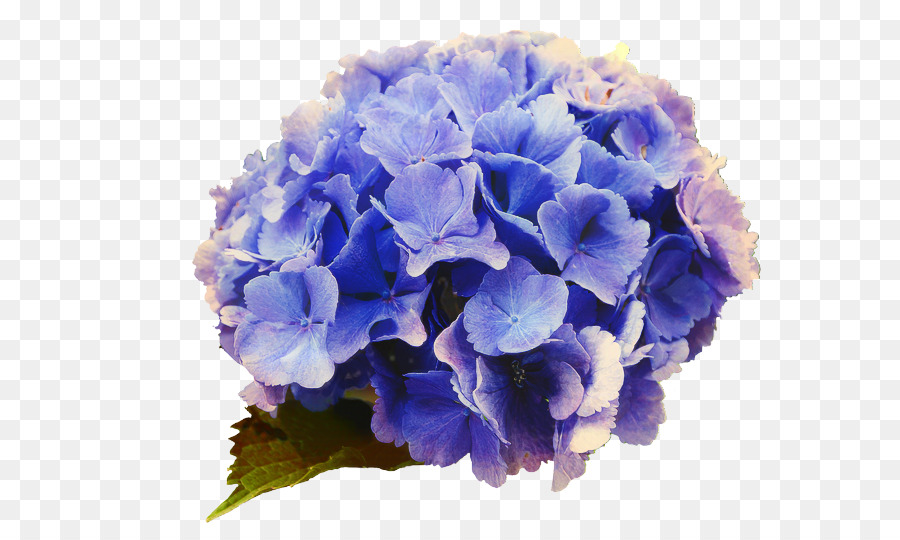 Hortênsia，Azul PNG