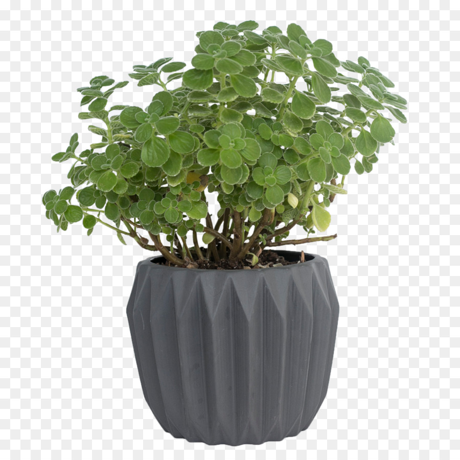 Flowerpot，Cactus PNG