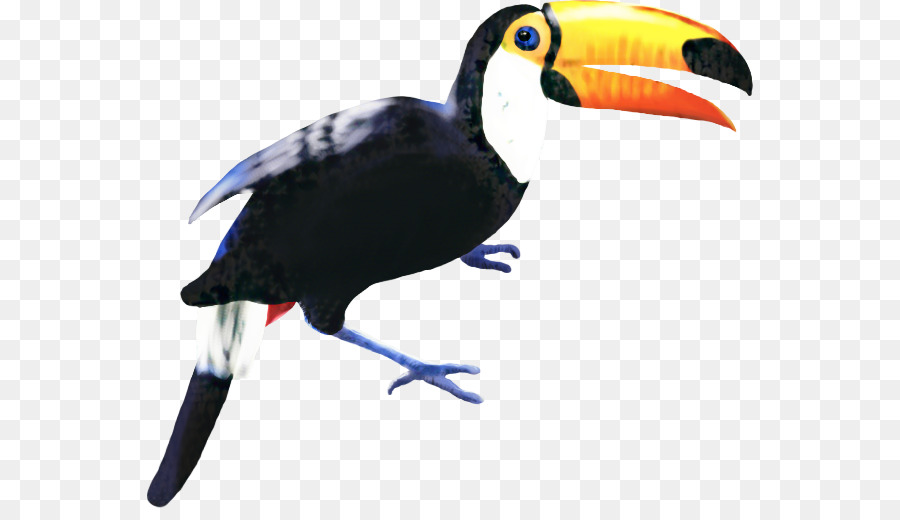 Tucano，Colorido PNG