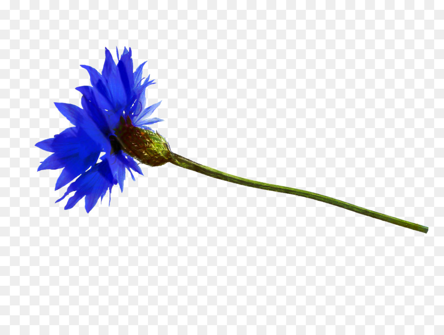 Flor Azul，Florescer PNG