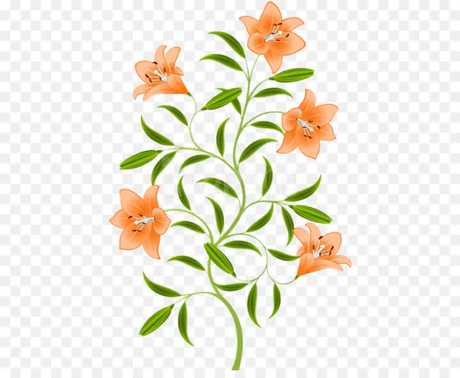 Lírio Laranja，Tiger Lily PNG