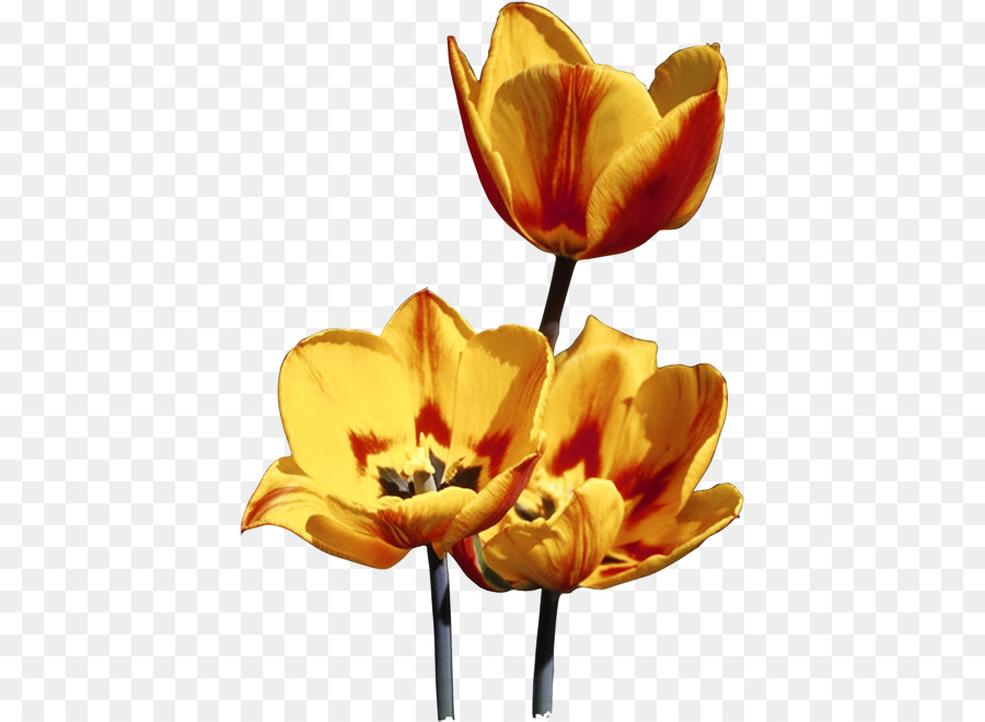 Tulipa，Florescer PNG