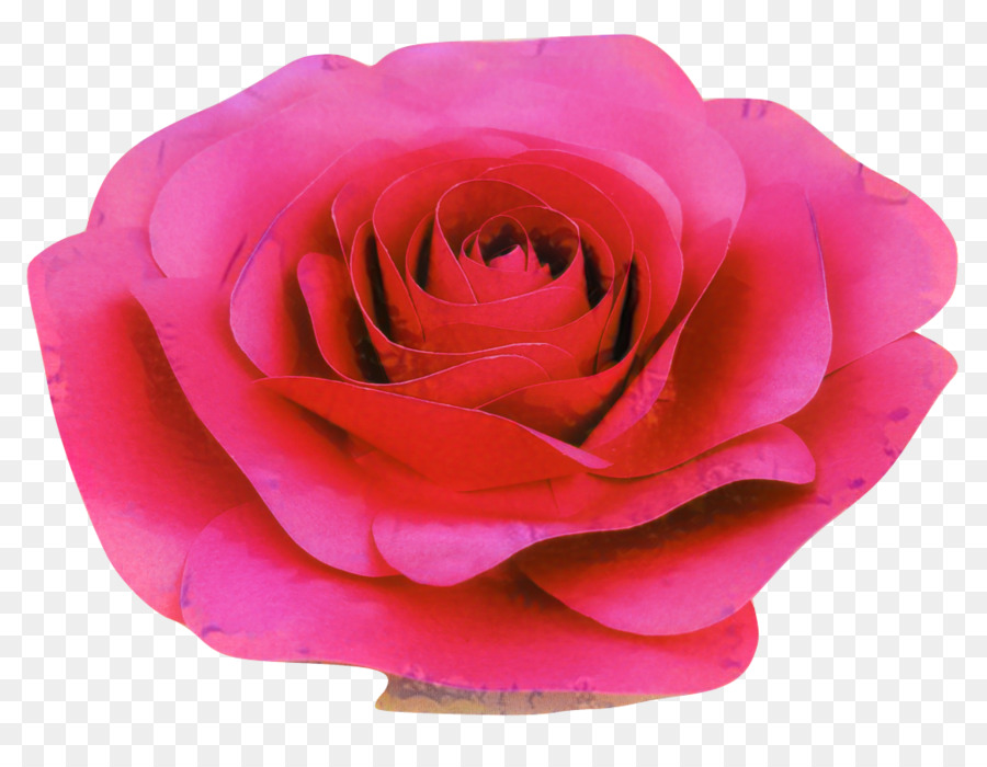 As Rosas Do Jardim，Repolho Rosa PNG