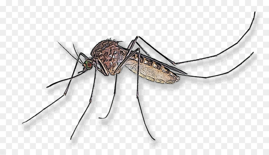 Mosquito，Besouro PNG