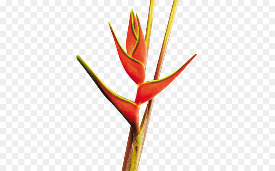 Flor De Helicônia，Tropical PNG