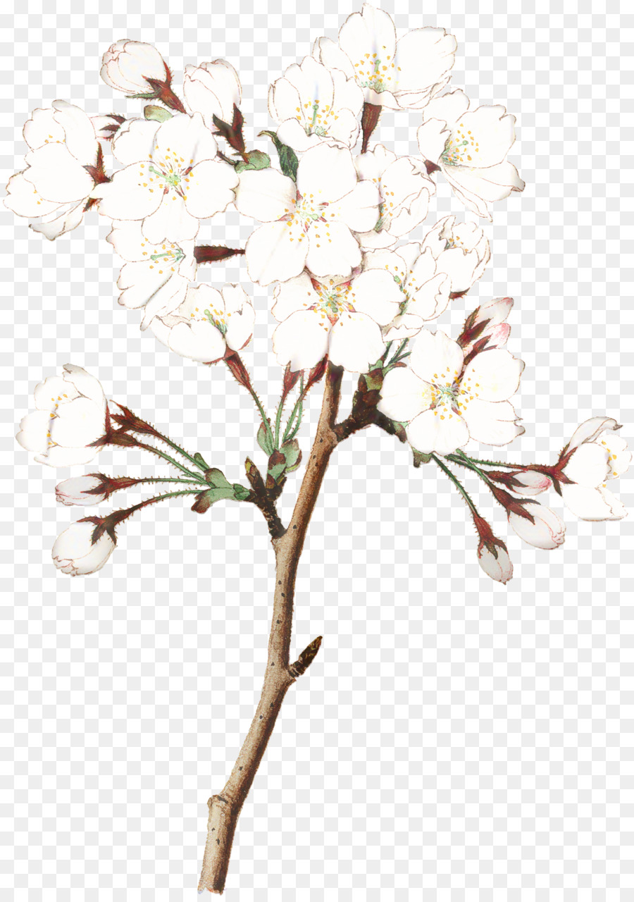 Flor De Cerejeira，Blossom PNG