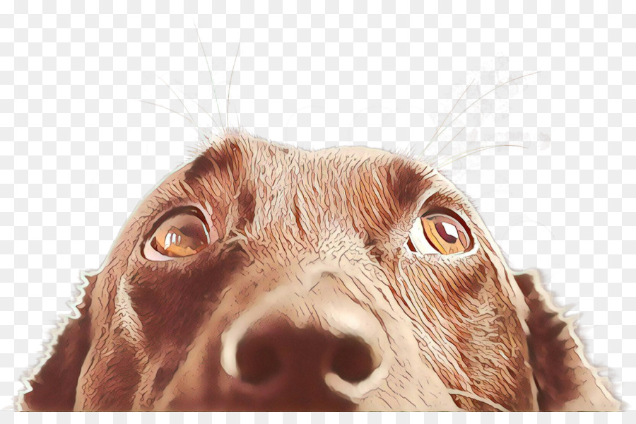 Raça Do Cão，Boykin Spaniel PNG