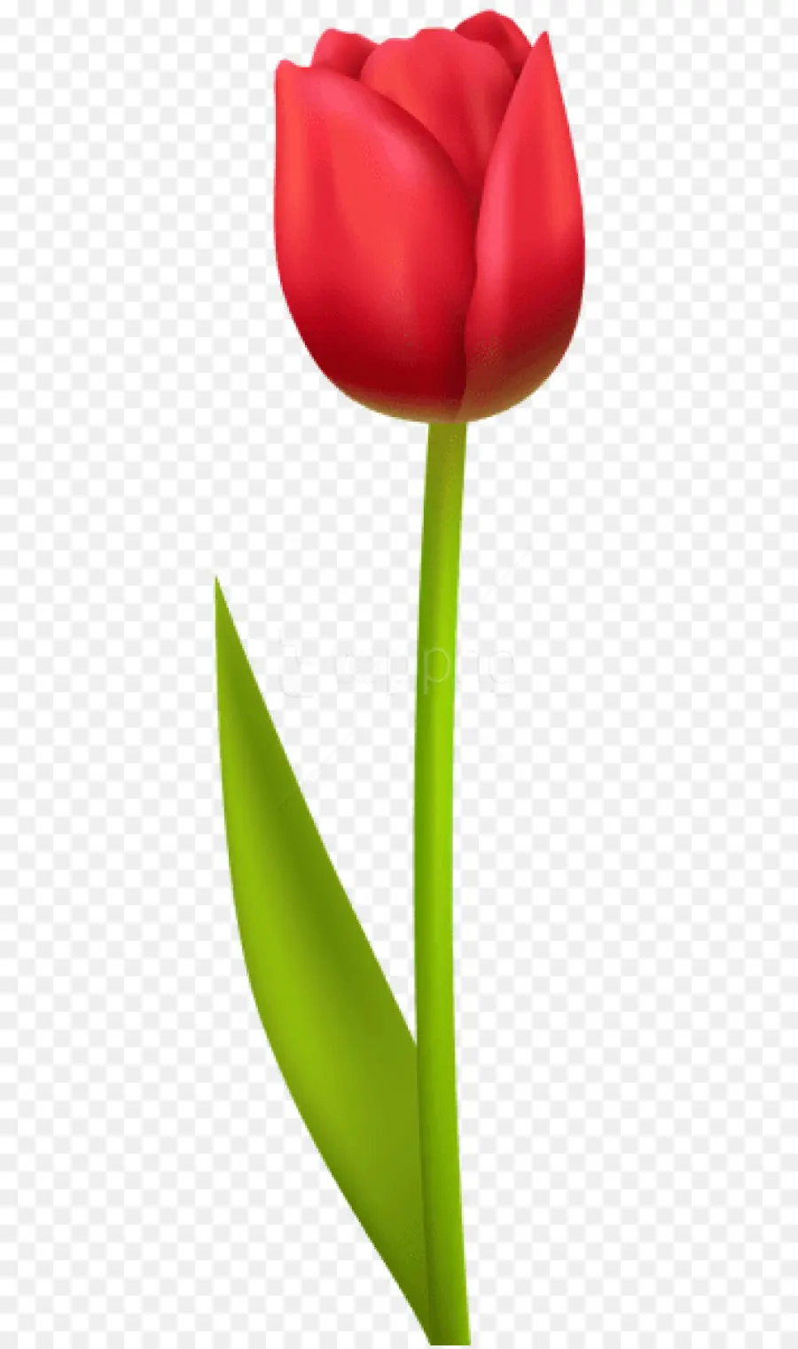 Tulip，Vermelho PNG