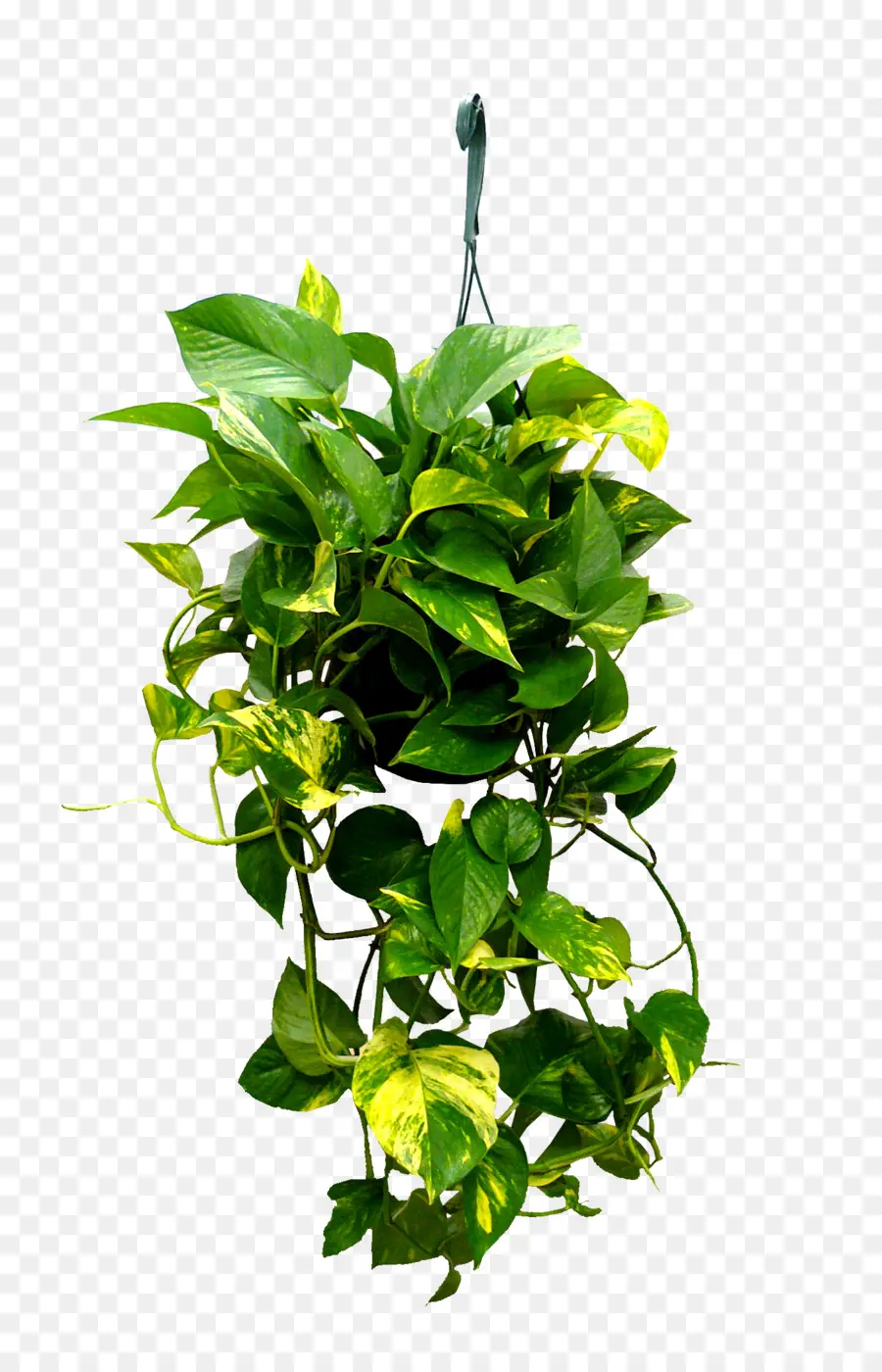 Demônios Ivy，Plantas PNG