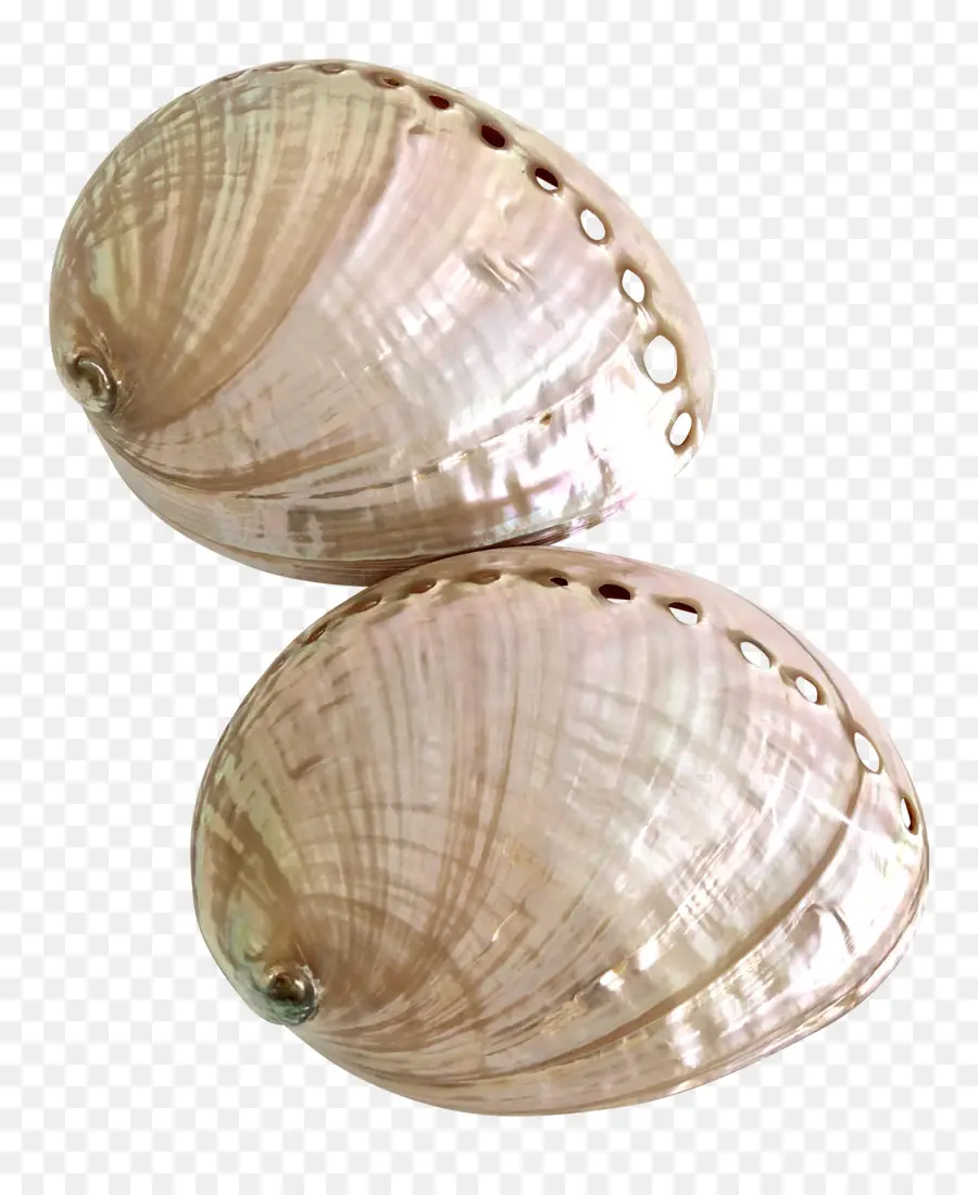 Conchas，Oceano PNG