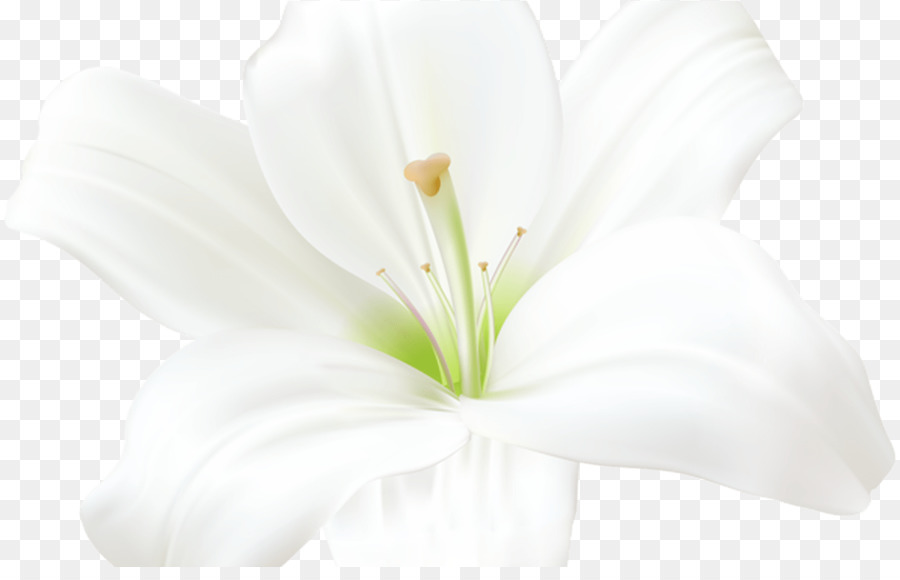 Flor Branca，Florescer PNG