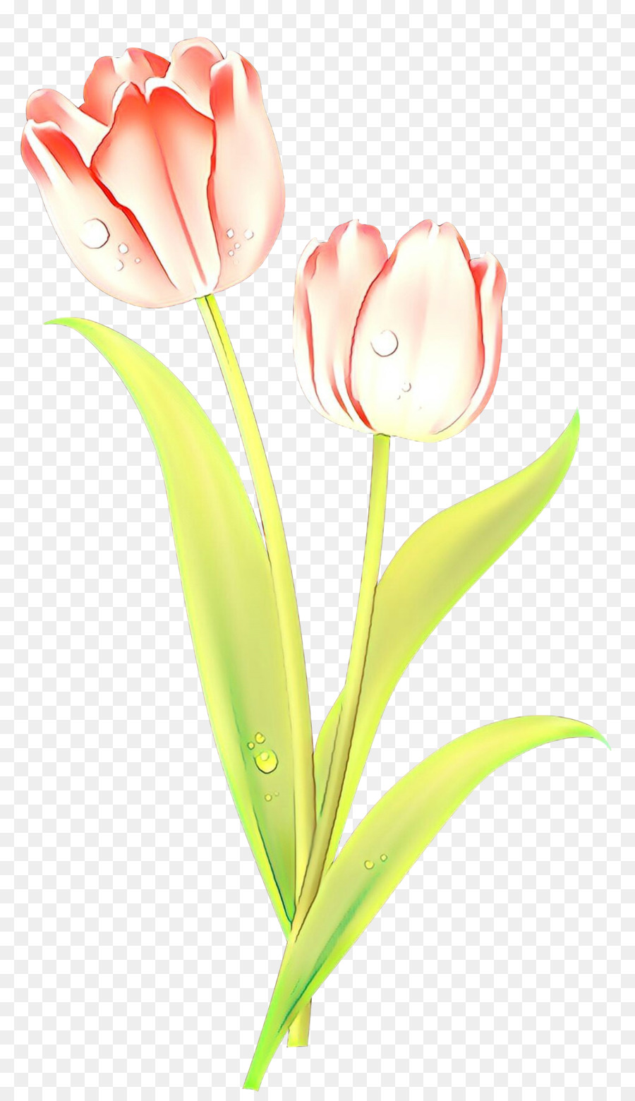 Tulip，Flores De Corte PNG