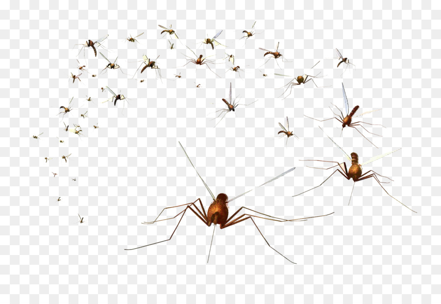 Mosquito，Sangue PNG