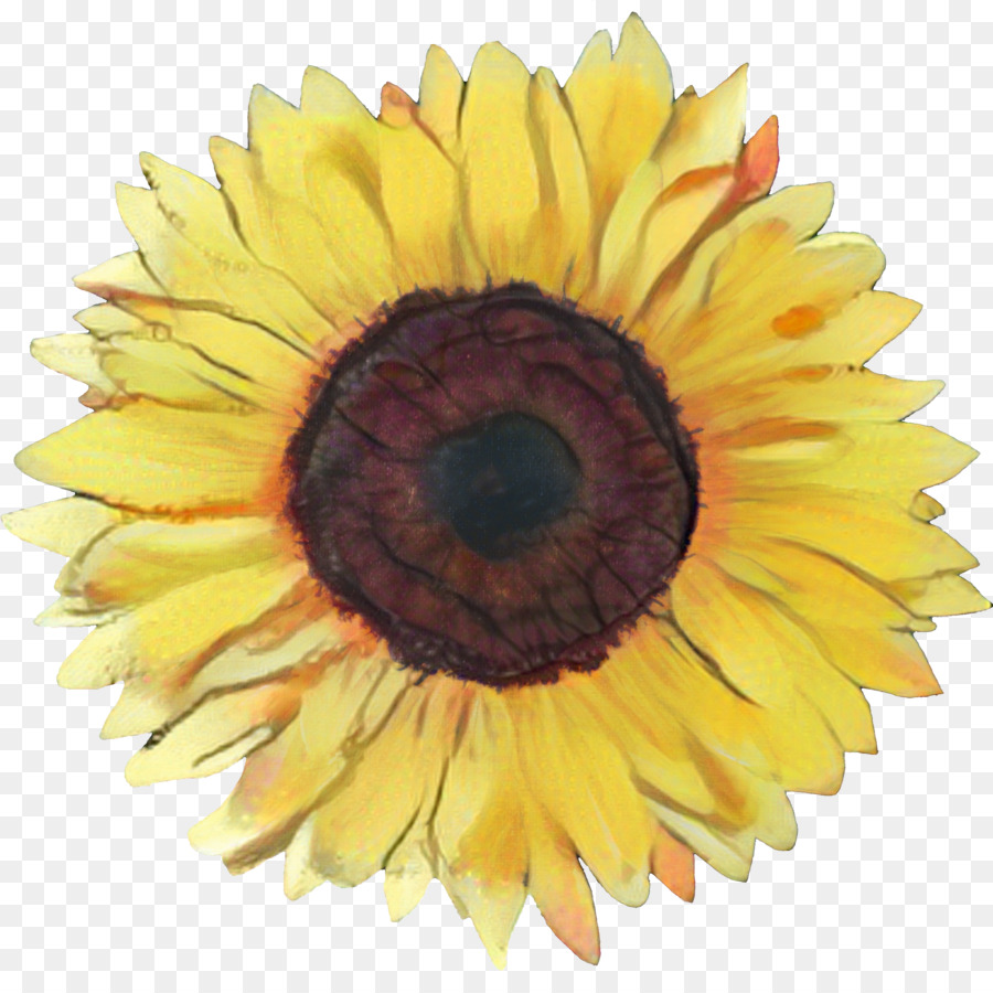 Girassol，Amarelo PNG