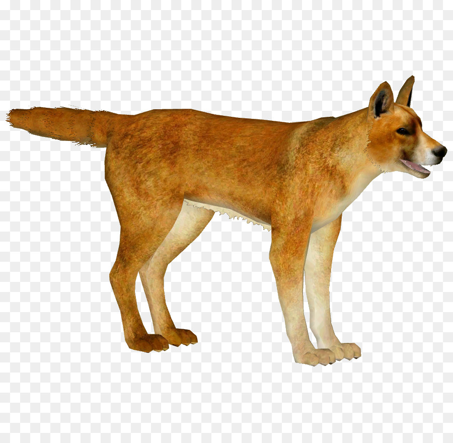 Dingo，Cachorro PNG