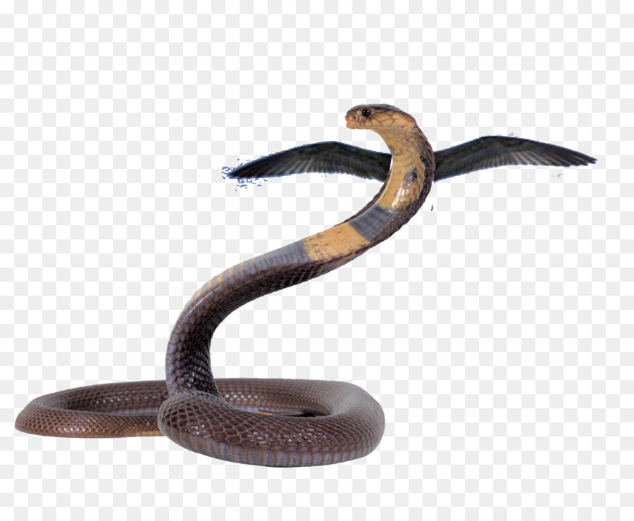 Cobras，Répteis PNG