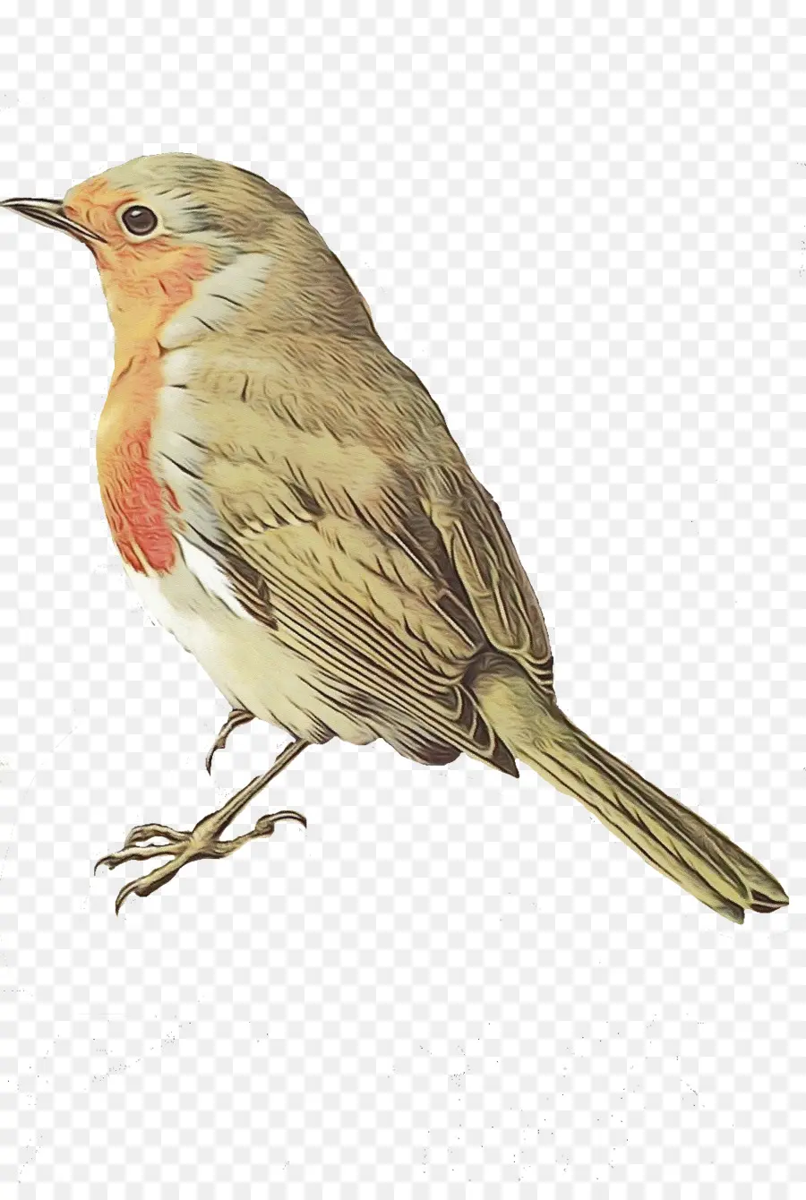Europeia Robin，Aves PNG