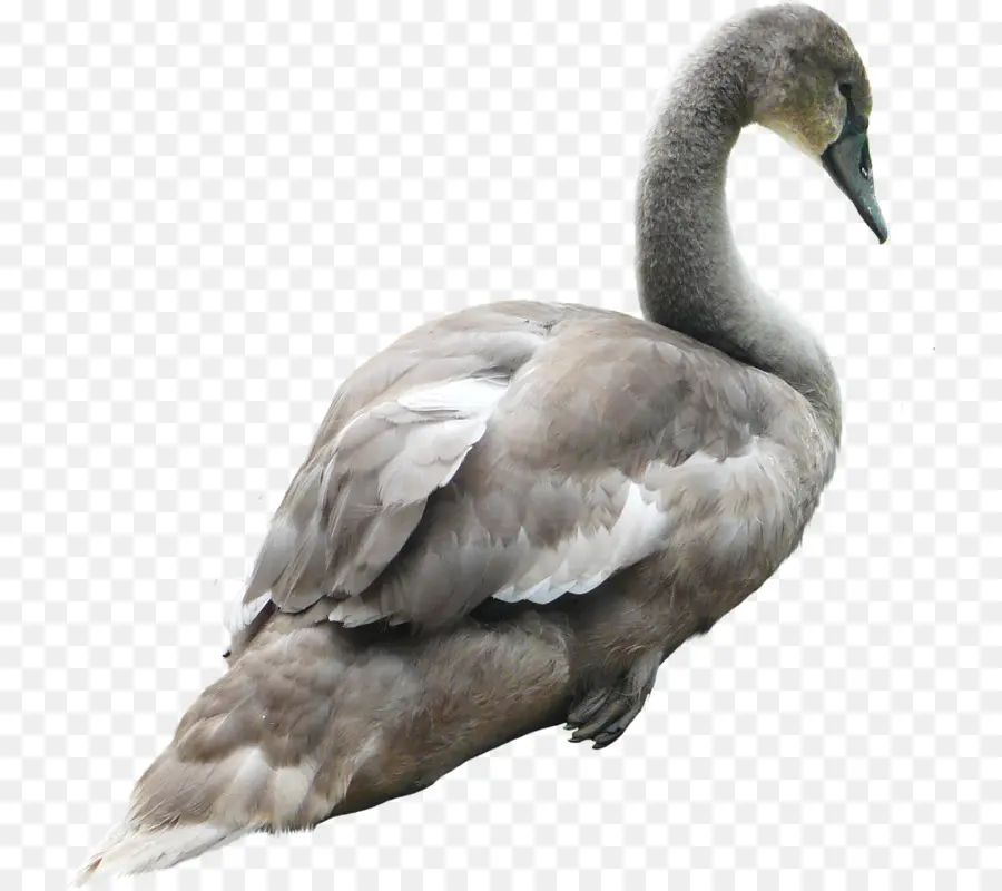 Grey Goose，Cisnes PNG